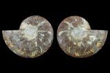 5.5" Agatized Ammonite Fossil - Crystal Pockets - #130056-1